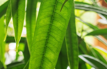 植物百科：，長(zhǎng)葉榕是喬木還是灌木植物，長(zhǎng)葉榕生長(zhǎng)要求指南