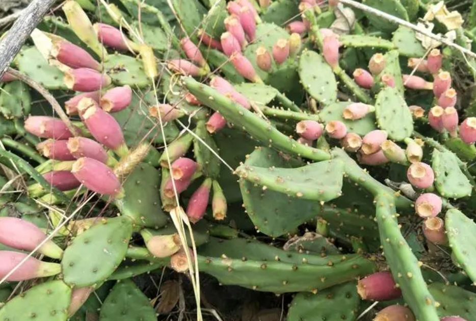 仙人掌果每年都結果嗎？生長周期與影響因素關系