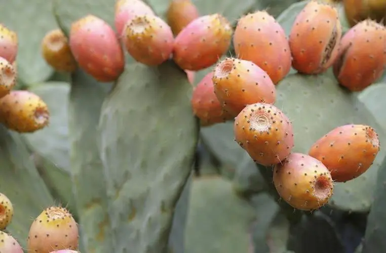 仙人掌果每年都結果嗎?生長周期與影響因素關系