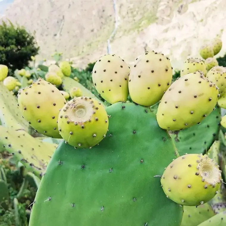 仙人掌果每年都結果嗎?生長周期與影響因素關系