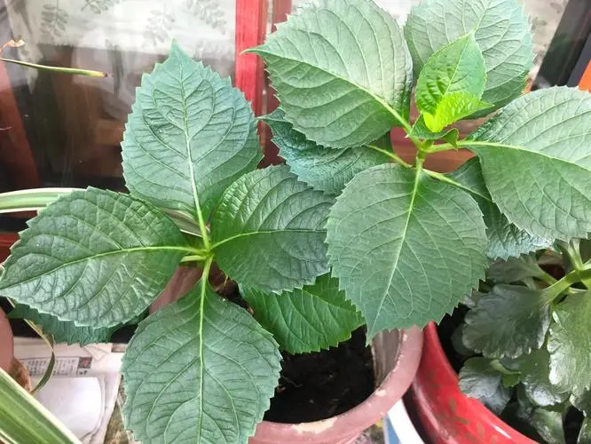 繡球花不開花什么原因?專家解救策略分享