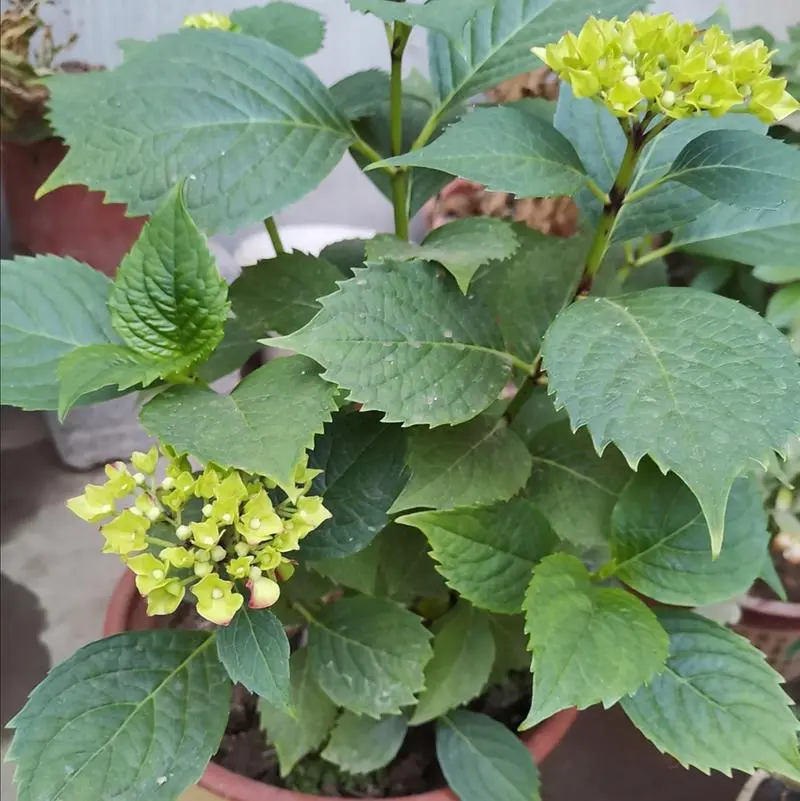繡球花不開花什么原因?專家解救策略分享