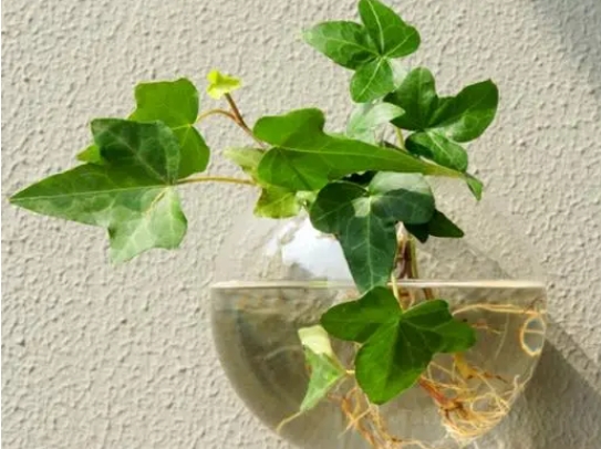 懶人必備！十大水培輕松養(yǎng)護花卉植物排行榜