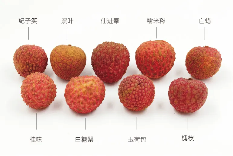 荔枝盛宴!荔枝品種排行榜前十王者。