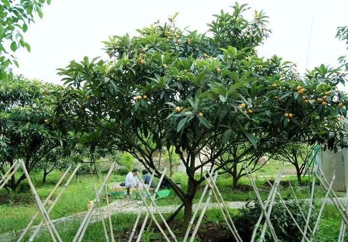 探秘自然:枇杷樹是喬木還是灌木植物?