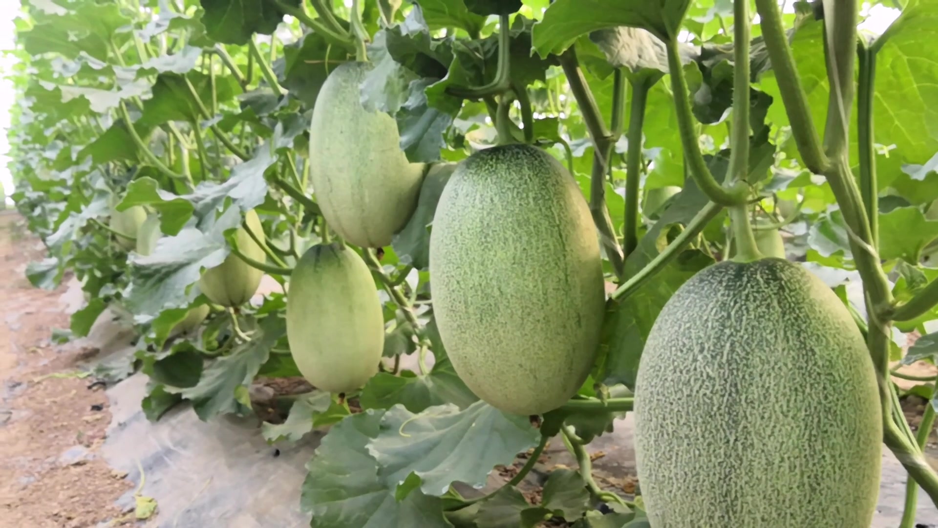 哈密瓜表皮有斑點是什么問題?