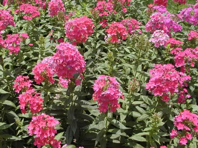 福祿考冬天怕凍嗎?花園精靈養護攻略