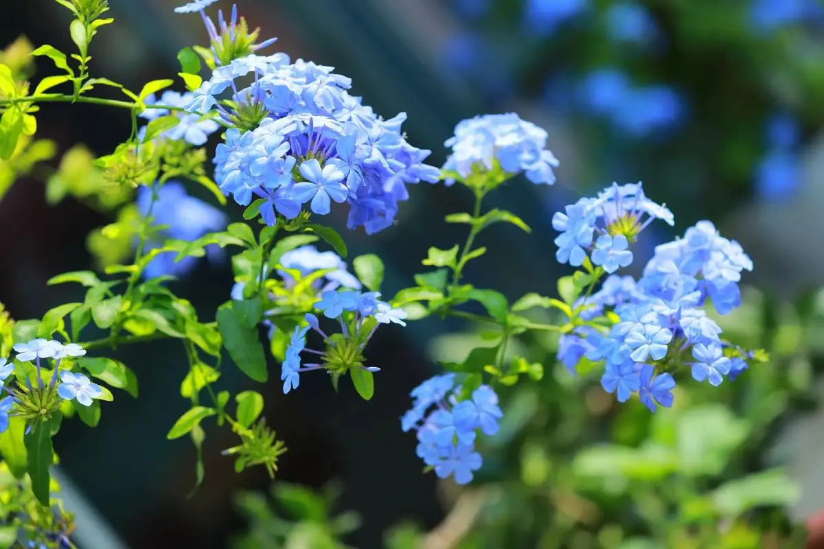 藍雪花夏天可以暴曬嗎?夏日養護法則分享