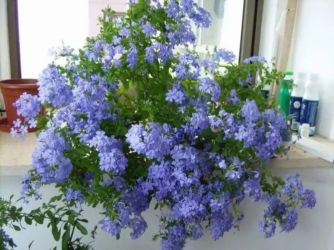 藍雪花夏天可以暴曬嗎?夏日養護法則分享