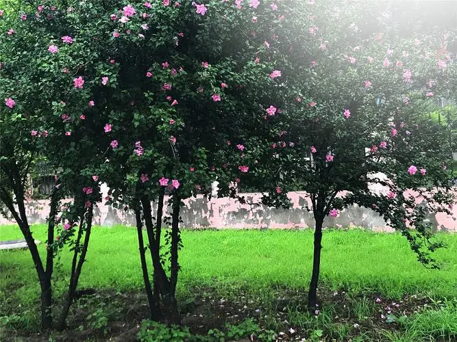 木槿樹長什么樣子?綠意盎然的木槿樹圖片欣賞