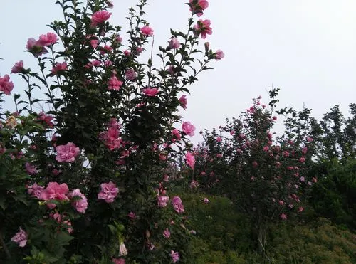 木槿樹長什么樣子?綠意盎然的木槿樹圖片欣賞