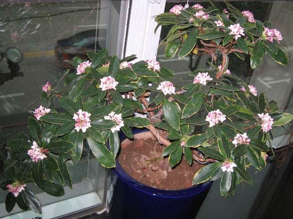 <b>瑞香花能長多高？最佳生長環境要求是什么？</b>