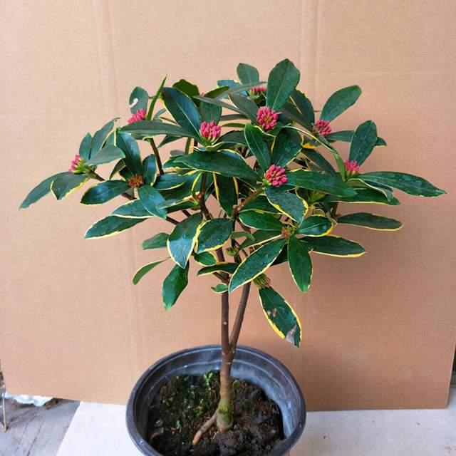 瑞香花能長多高?最佳生長環境要求是什么?