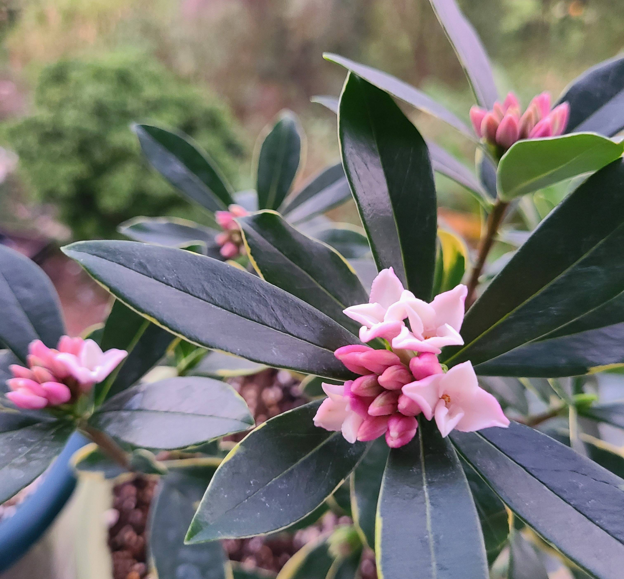 瑞香花能長多高?最佳生長環境要求是什么?