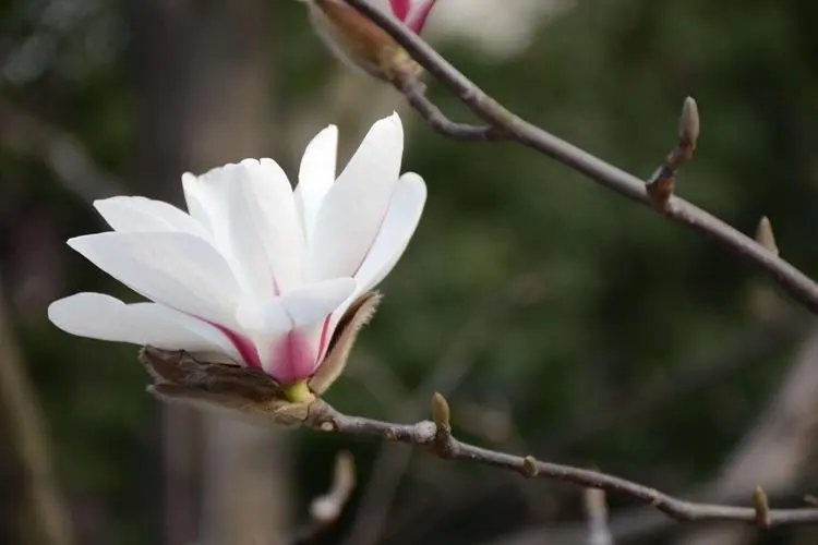 玉蘭花花瓣有幾瓣?用途價值也非凡