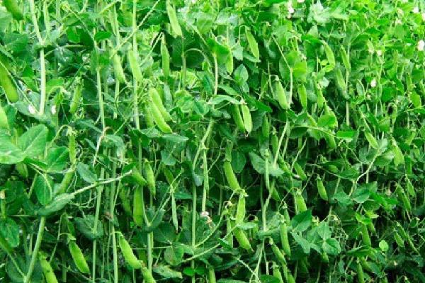 荷蘭豆種植用什么肥料好?