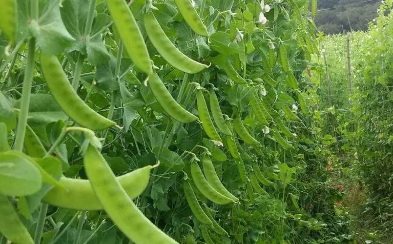 荷蘭豆種植用什么肥料好?