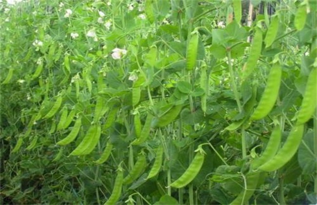 荷蘭豆種植用什么肥料好?