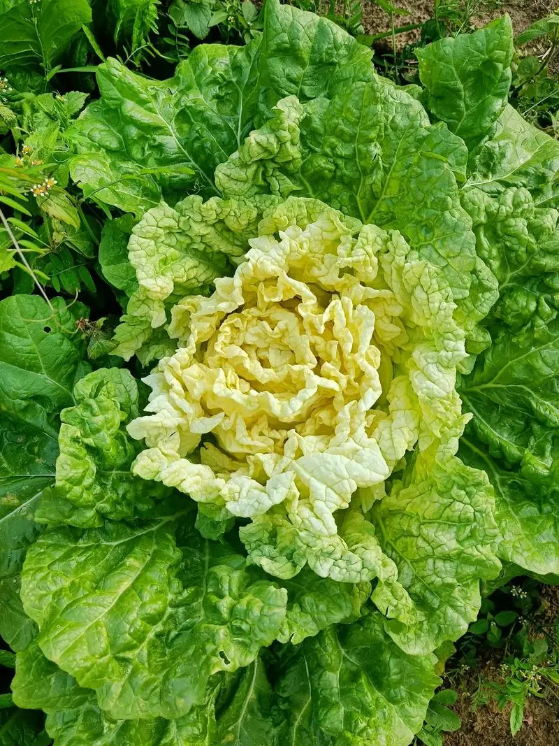 白菜心長什么樣?從內到外領略白菜心的獨特魅力