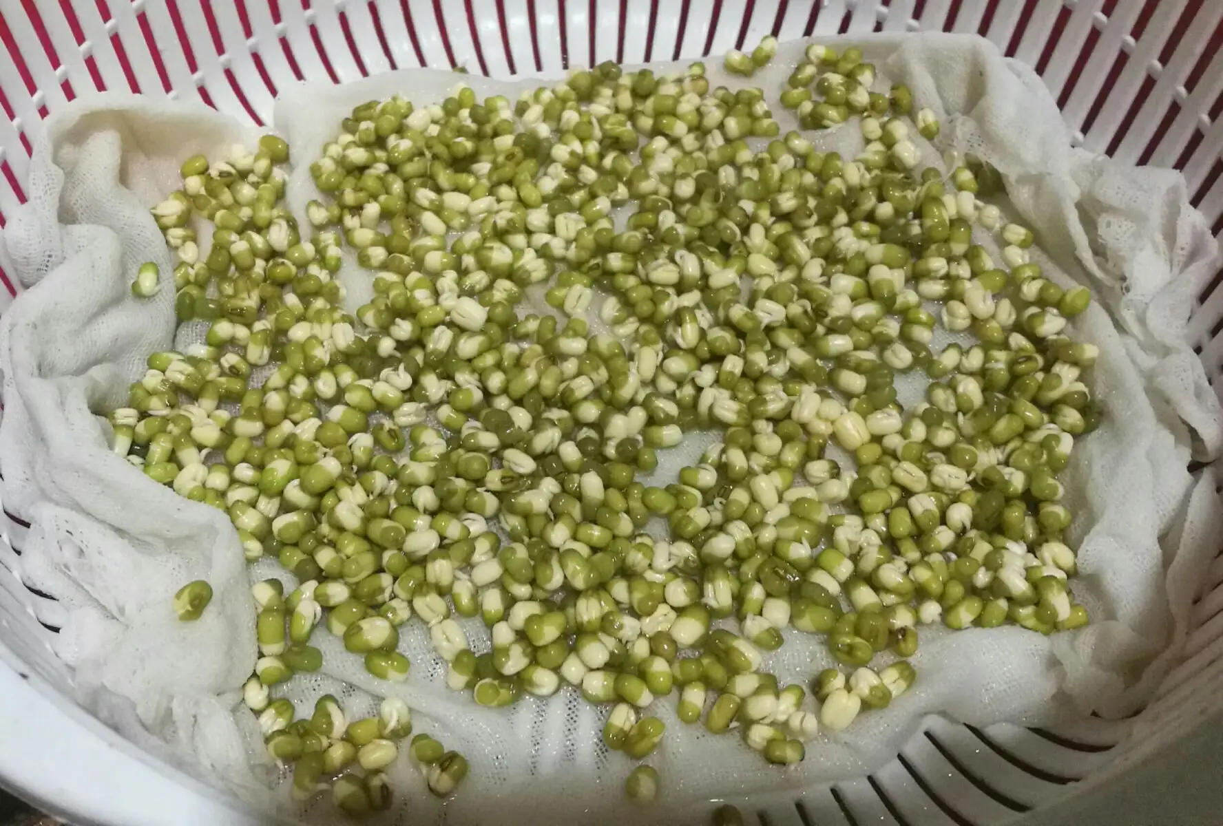 豆芽的尾巴是什么?原來是營養滿滿的豆芽根