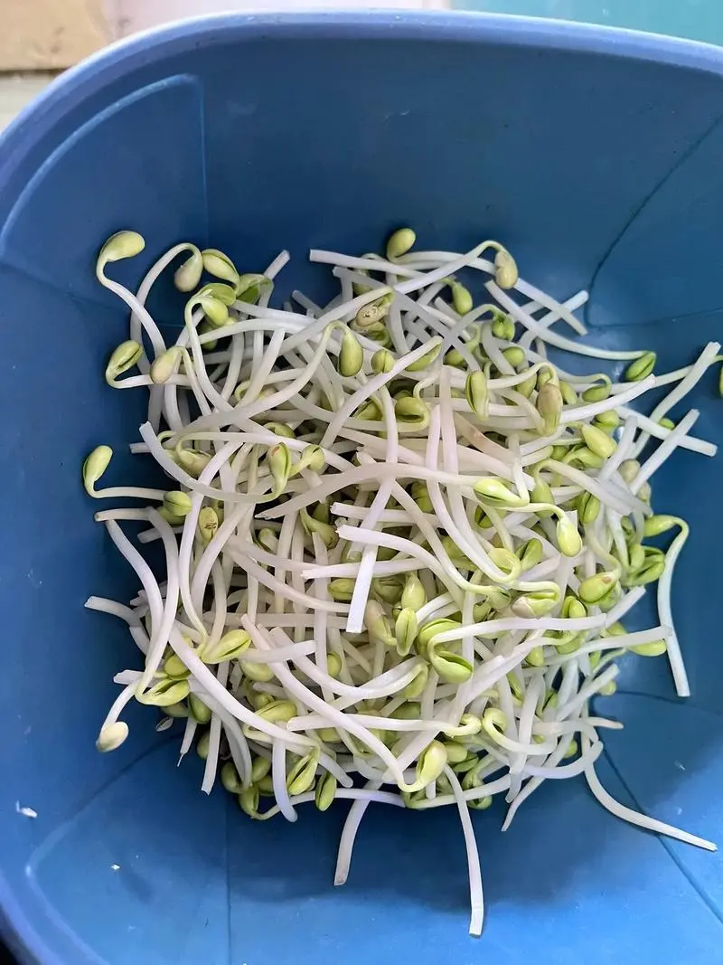 豆芽的尾巴是什么?原來是營養滿滿的豆芽根