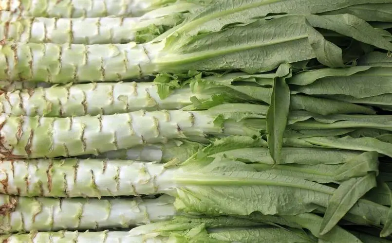 萵筍怎么挑選才鮮嫩又好吃?買菜達人萵筍挑選技巧分享