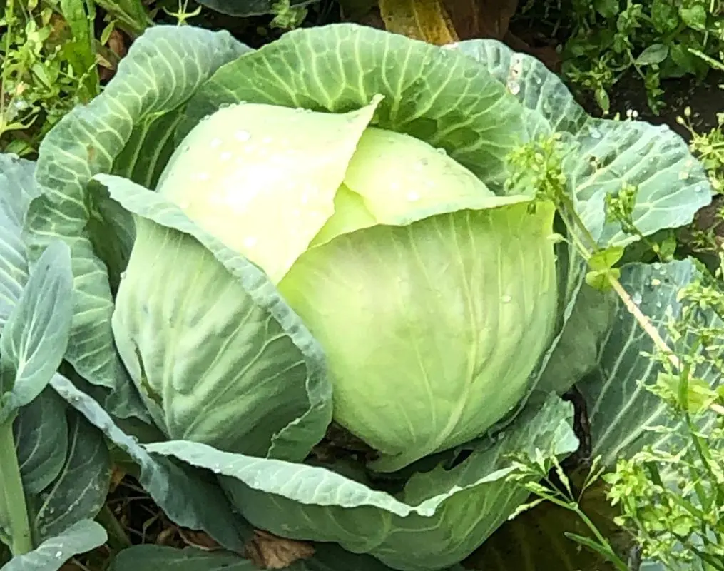 卷心菜的其他叫法有哪些?趣味橫生的卷心菜???????別名大全