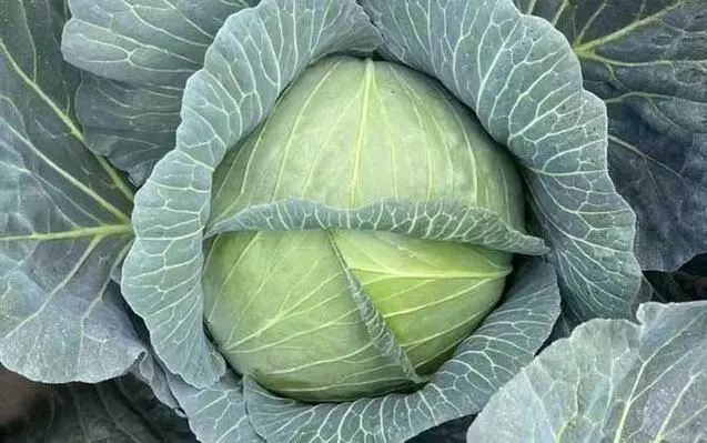 卷心菜的其他叫法有哪些?趣味橫生的卷心菜???????別名大全