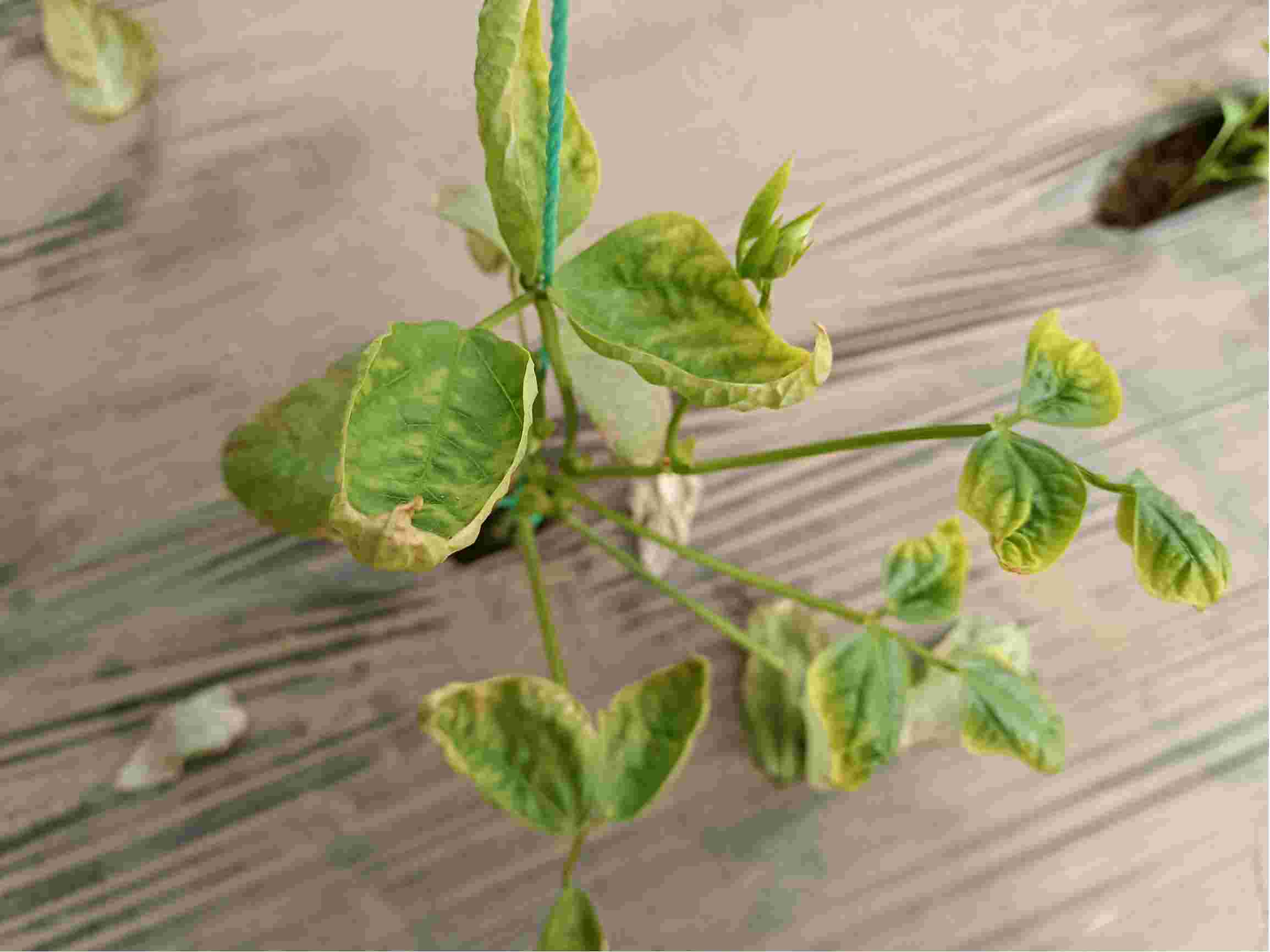 蕓豆種植戶必看-蕓豆葉子枯萎的原因有哪些?