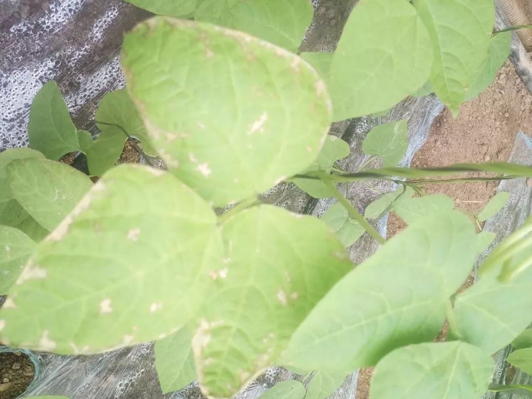 蕓豆種植戶必看-蕓豆葉子枯萎的原因有哪些?