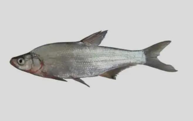 白魚是什么魚？餐桌上的白魚盛宴誘惑