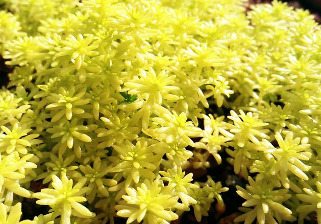 黃金萬年草用什么土種植會(huì)金光閃閃？