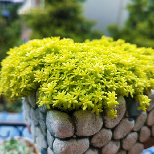 黃金萬年草用什么土種植會(huì)金光閃閃?
