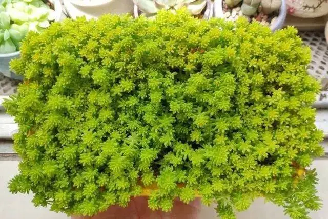 黃金萬年草用什么土種植會(huì)金光閃閃?