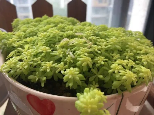 黃金萬年草用什么土種植會(huì)金光閃閃?