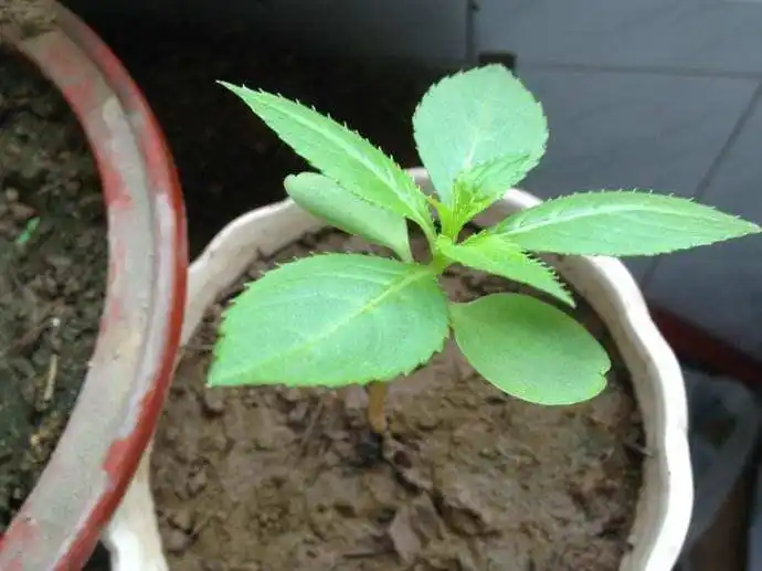鳳仙花幼苗為什么會傾斜?鳳仙花移植步驟詳解