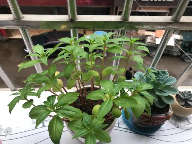 鳳仙花幼苗為什么會傾斜?鳳仙花移植步驟詳解