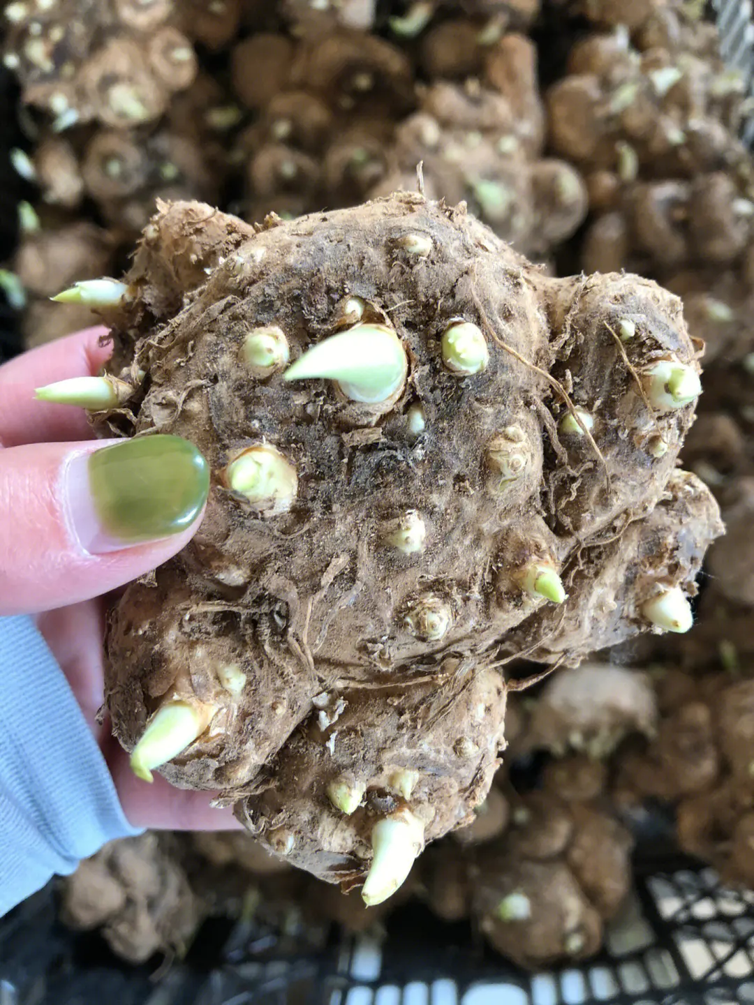 馬蹄蓮種球什么時候挖出來最好,秋季行動最適宜