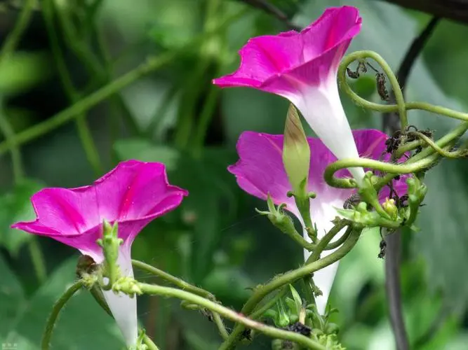 牽牛花為何叫牽牛花?分享背后的故事與傳說