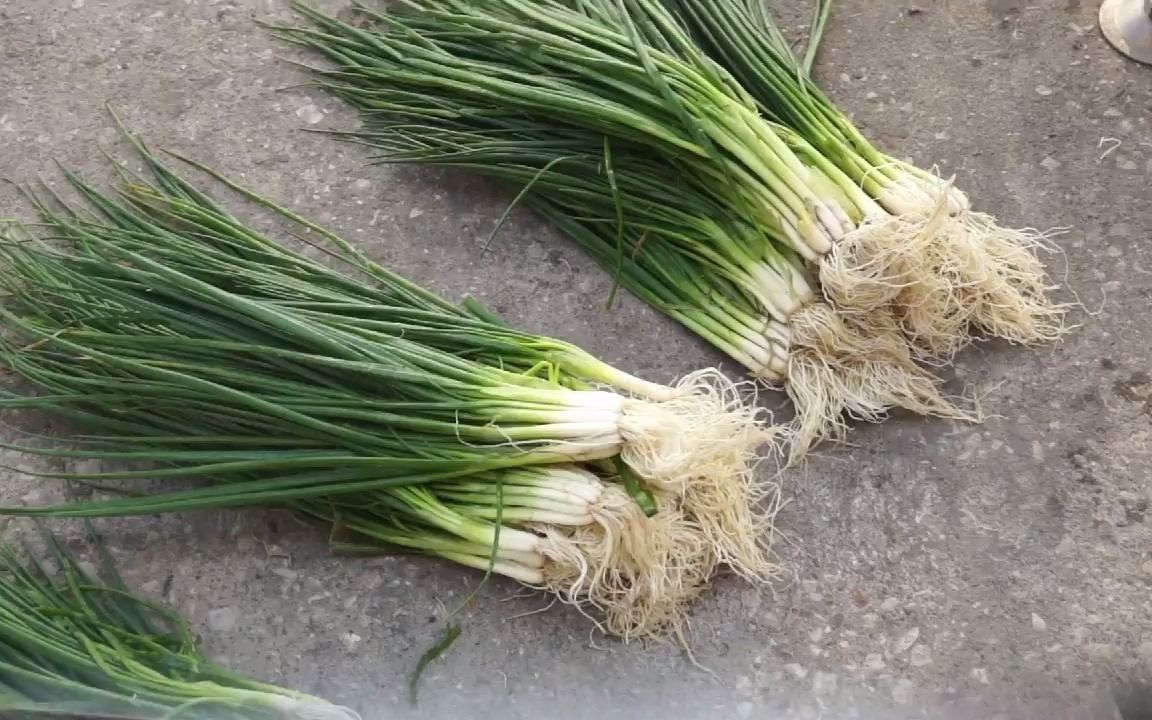 蔥的身份之謎:蔥是根還是莖還是果實植物?