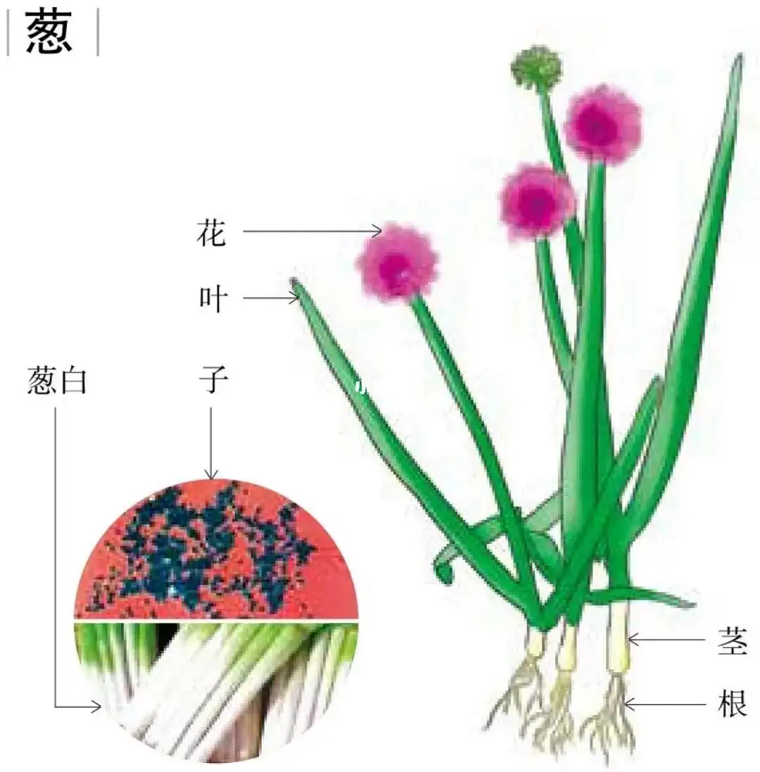 蔥的身份之謎:蔥是根還是莖還是果實植物?
