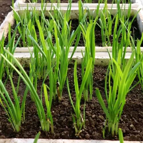 韭菜種植新手指南：種子播種VS幼苗移植優(yōu)缺點一目了然