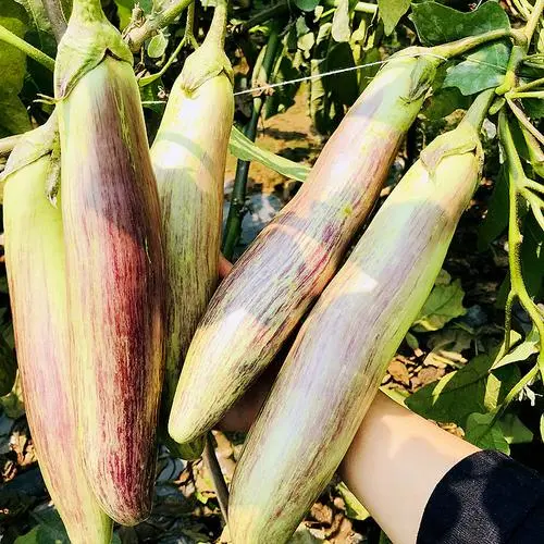 什么品種的茄子皮薄好吃?六種美味嫩茄不容錯過