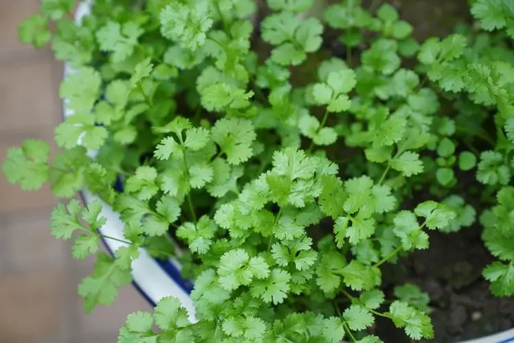 家庭園藝新手必看:香菜苗長多大可以移植栽種