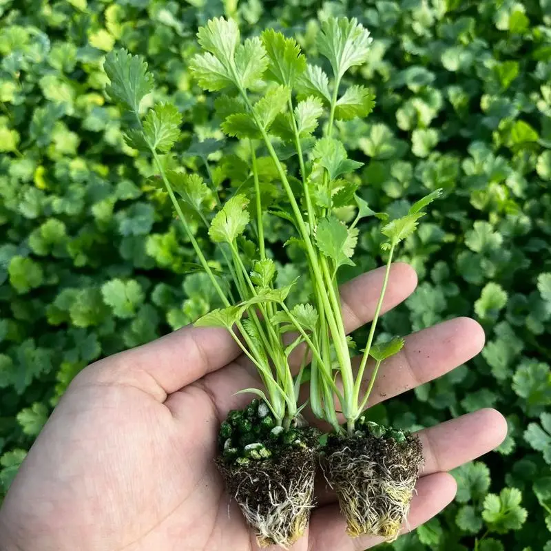 家庭園藝新手必看:香菜苗長多大可以移植栽種