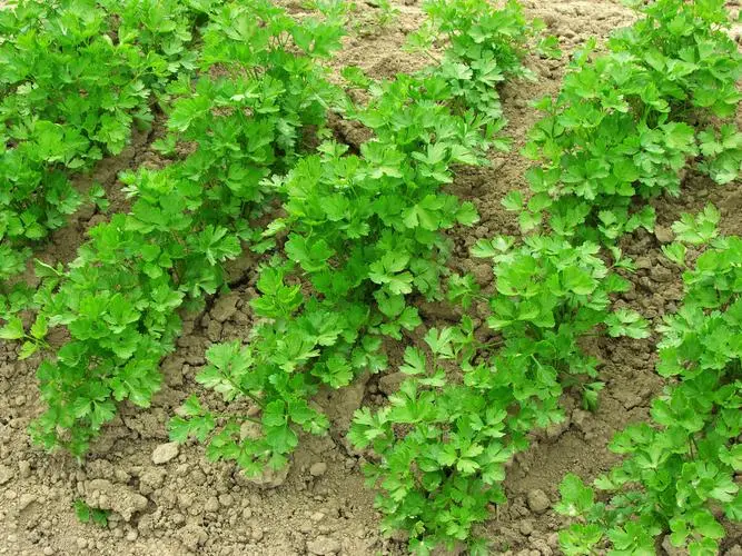 家庭園藝新手必看:香菜苗長多大可以移植栽種