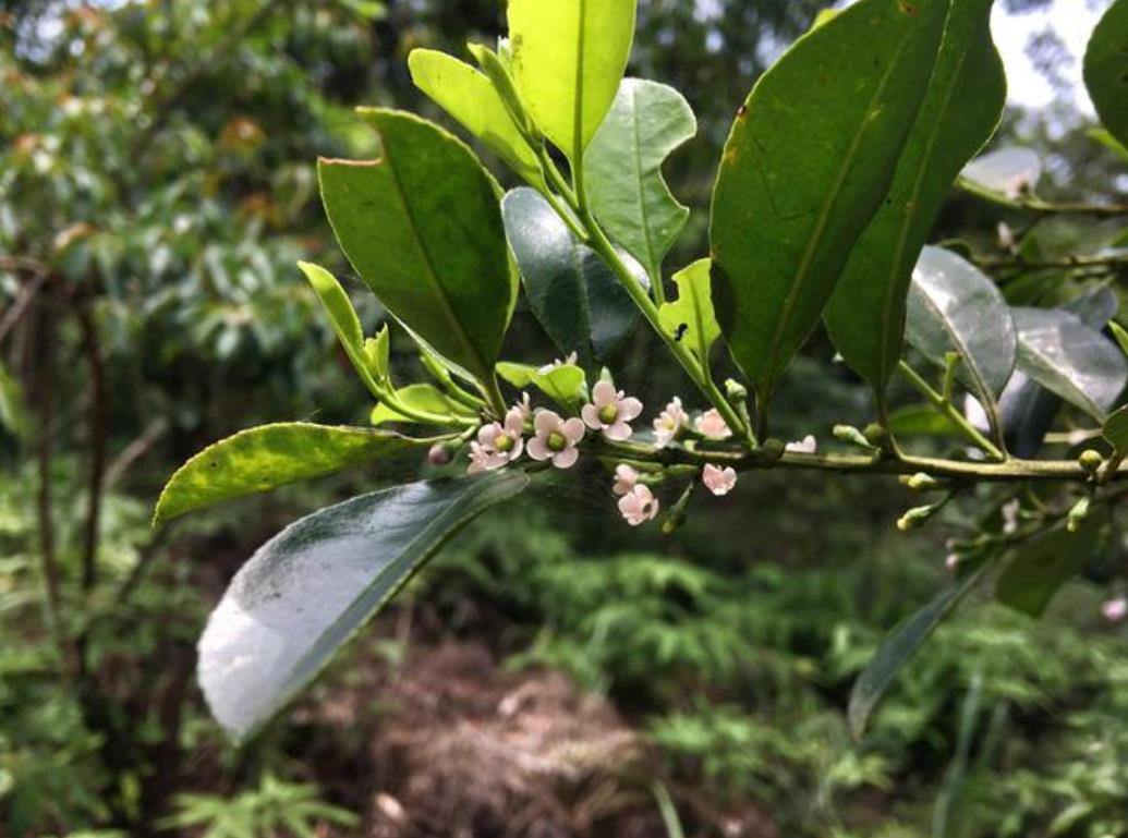 三花冬青:冬季里生命力不凡的自然瑰寶