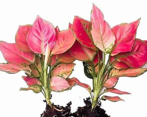 如意花:花語花開富貴,寓意吉祥的風(fēng)水佳品