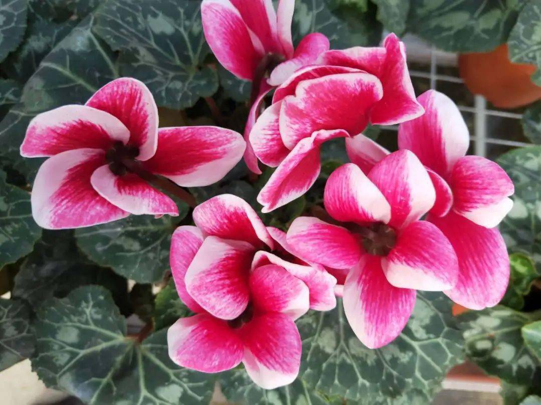 仙客來科屬詳解:如何養護這位花中仙子?