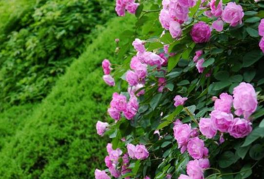<b>薔薇之戀：十大絕美薔薇品種，感受浪漫風景</b>